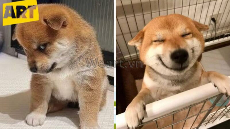 Bộ Sưu Tập Hình Ảnh Avatar Vô Tri Độc Đáo Bộ Sưu Tập Hình Ảnh Avatar Vô Tri Độc Đáo