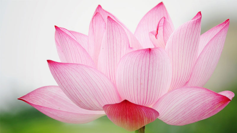 Ao sen rộng lớn với rất nhiều bông sen hồng đang nở rộ