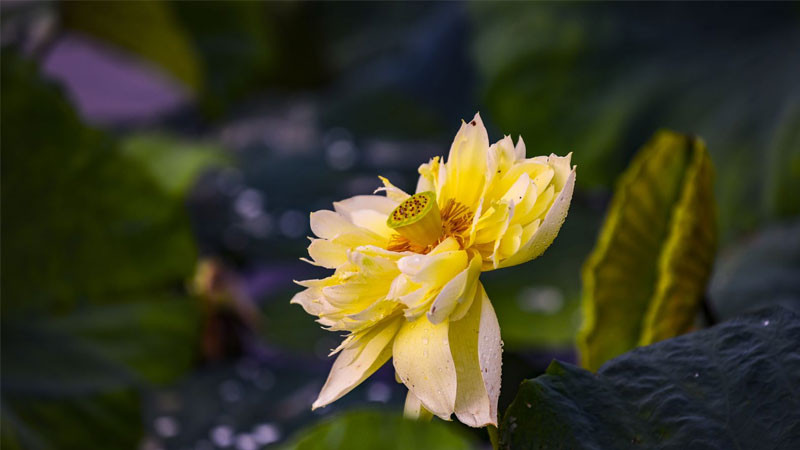 Ao sen với nhiều bông sen vàng và lá sen