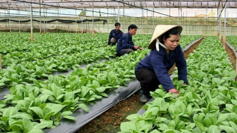 Áp dụng các biện pháp hạn chế thuốc trừ sâu, phân bón hóa học trong sản xuất theo tiêu chuẩn GAP