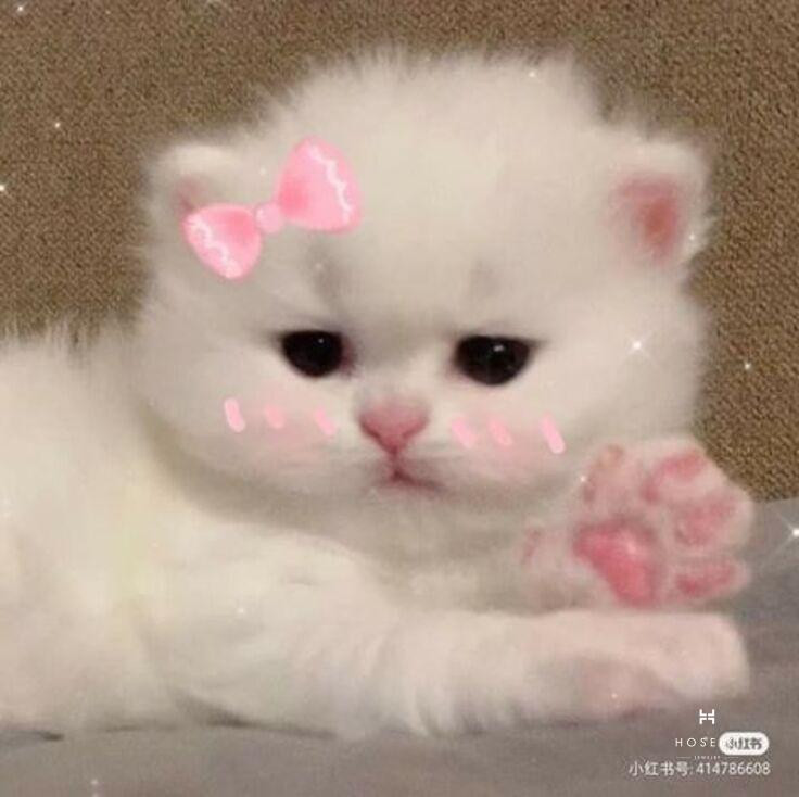 Tuyển tập hình cute ngộ nghĩnh và đáng yêu Avatar mèo cute với biểu cảm ngộ nghĩnh