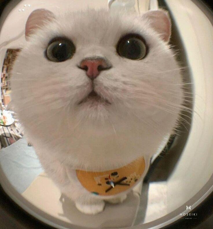 Khám Phá Avatar Vô Tri Cute Độc Đáo