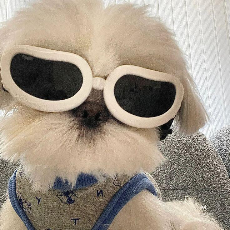 Khám Phá Avatar Vô Tri Cute Độc Đáo