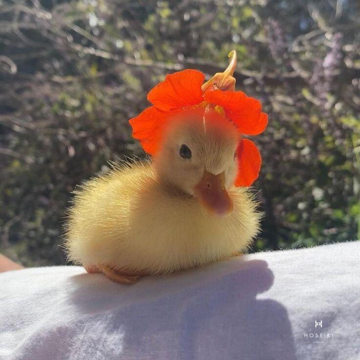 Khám Phá Avatar Vô Tri Cute Độc Đáo