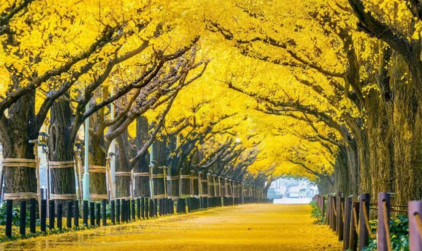 AVT phong cảnh thiên nhiên đẹp nhất