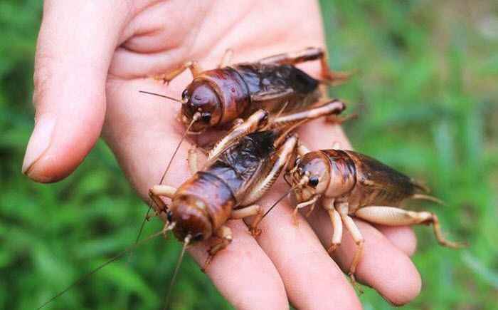 Tuyển chọn hình ảnh con dế mèn chân thực và ý nghĩa Ba chú dế mèn đang ở gần nhau trên nền đất