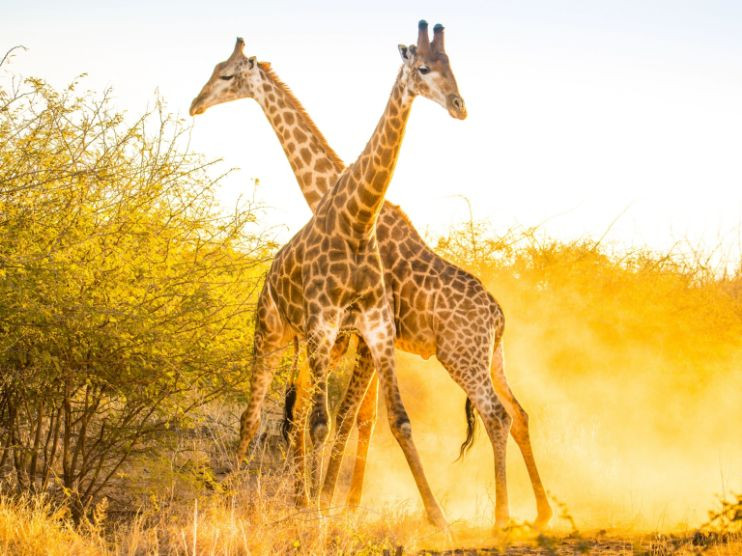 Ba chú hươu cao cổ đứng cạnh nhau