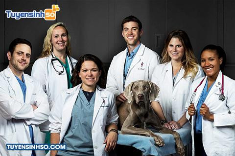 Bác sĩ Thú y chăm sóc động vật, minh họa cơ hội nghề nghiệp