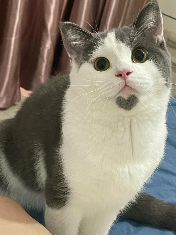 Bàn chân mèo nhỏ xinh đang giữ một biểu tượng trái tim