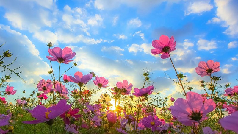 Bầu trời xanh ngắt với những đám mây trắng bồng bềnh vào ngày xuân nắng đẹp