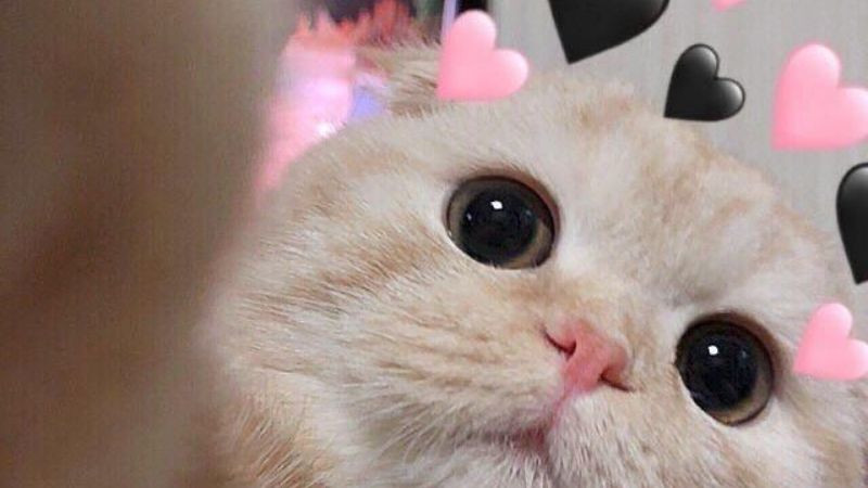 Biểu cảm buồn cười của mèo làm meme
