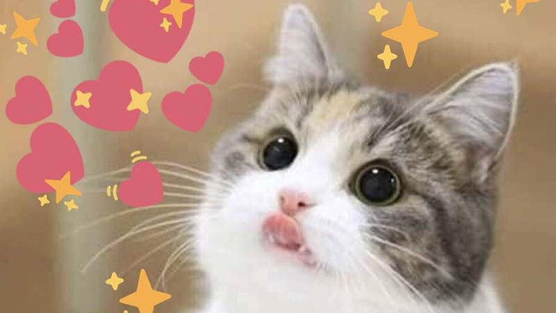 Biểu cảm buồn rầu của mèo làm meme