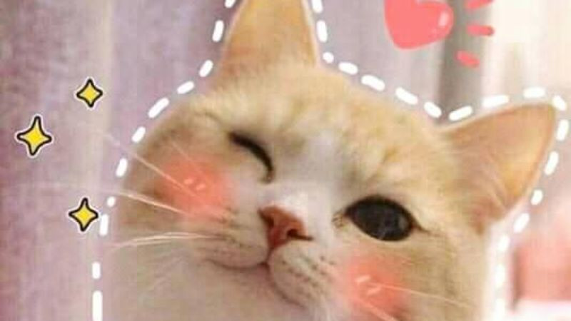 Biểu cảm hài hước của mèo khiến bạn bật cười