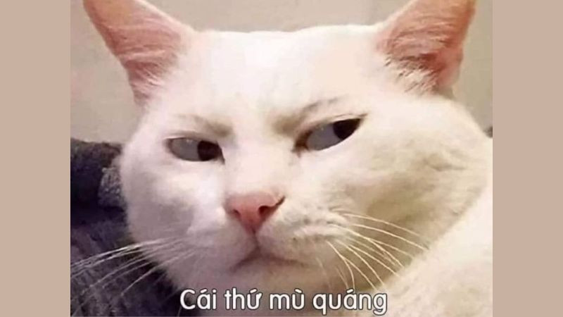 Biểu cảm hài hước của mèo trong ảnh meme cute, thể hiện sự ngạc nhiên