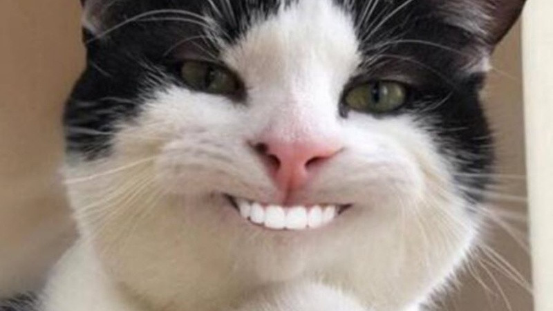 Biểu cảm &quot;lầy lội&quot; của mèo trong ảnh chế