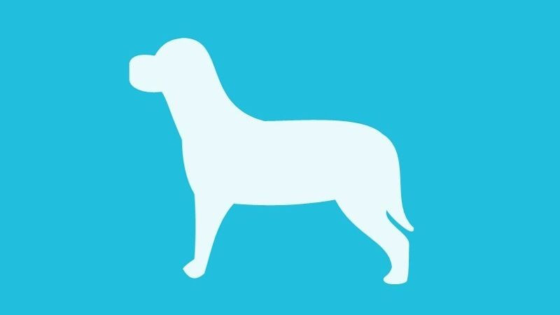 Biểu tượng Con chó trong mô hình BCG thể hiện sản phẩm thị phần thấp, tăng trưởng chậm