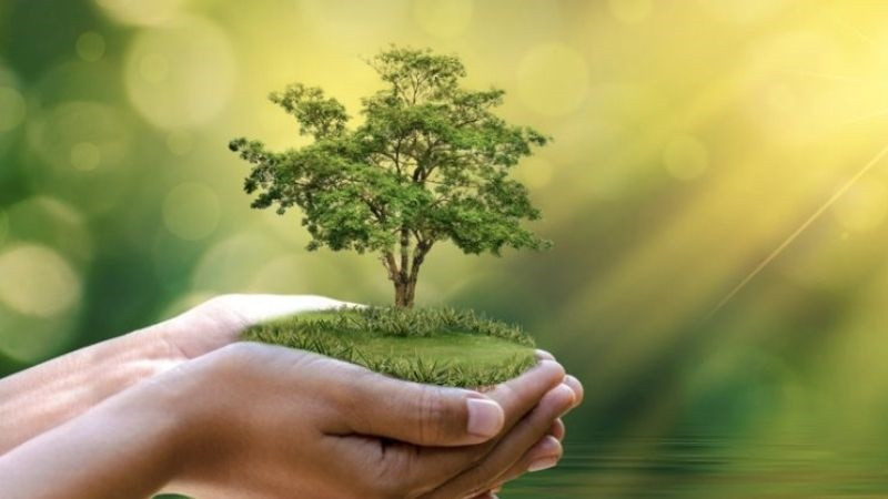 Biểu tượng mệnh Mộc, tượng trưng cho sự sống và phát triển như cây cối