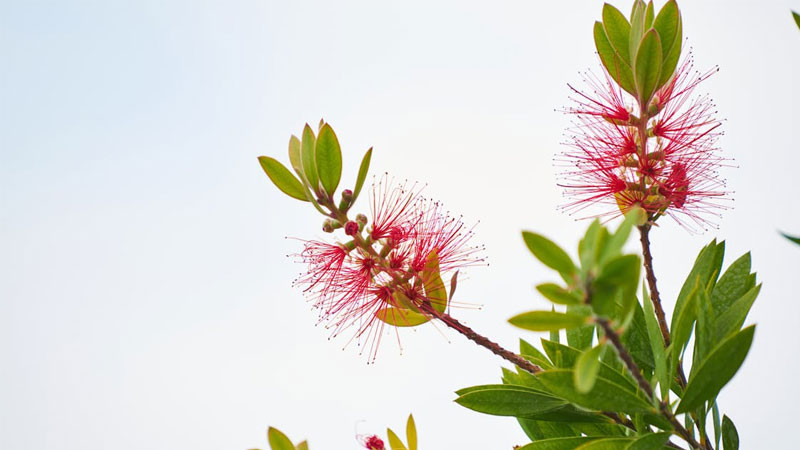 Bình minh chiếu sáng khu vườn với những đóa hoa đang nở rộ