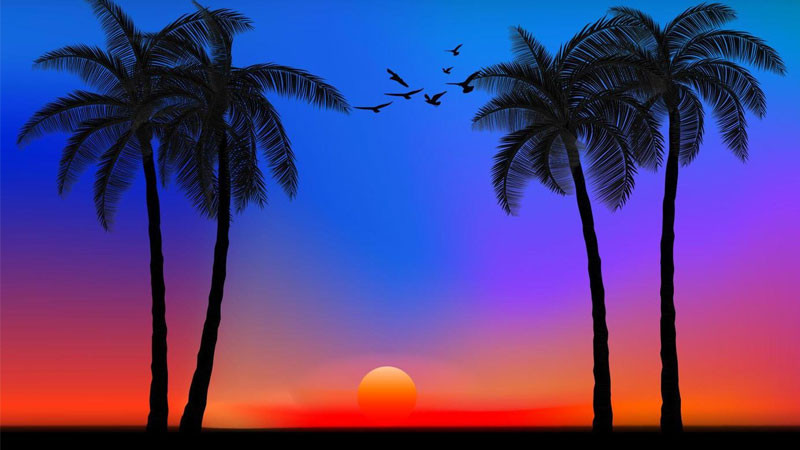 Bình minh trên cánh đồng hoa hướng dương rực rỡ