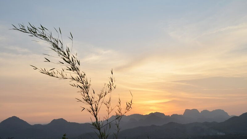 Bình minh vàng rực sau rặng cây