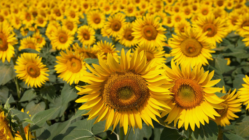 Bó ảnh hoa hướng dương vàng rực rỡ, biểu tượng của niềm vui và hy vọng