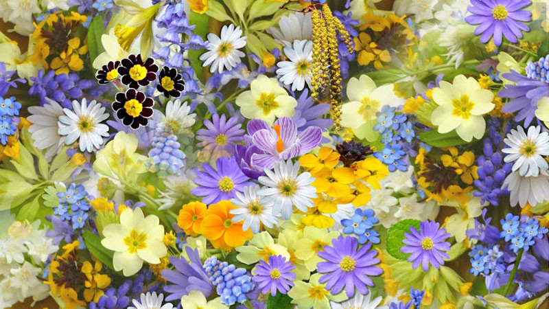 Bó hoa oải hương khô trong ánh sáng lofi chiều tà