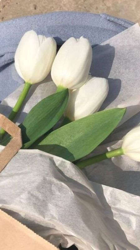 Bó hoa tulip trắng được bó gọn gàng, ảnh màu trắng hoa tulip