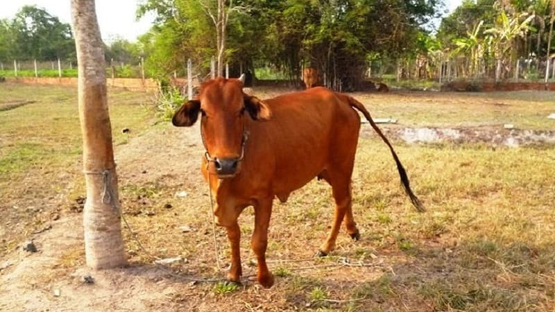 Bò màu nâu đang gặm cỏ trên đồng ruộng