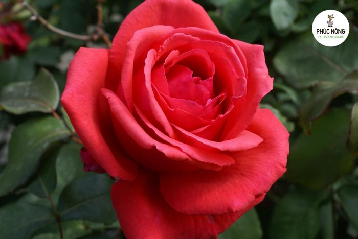 Tổng hợp các màu hoa hồng phổ biến như đỏ, trắng, hồng, vàng và ý nghĩa của chúng