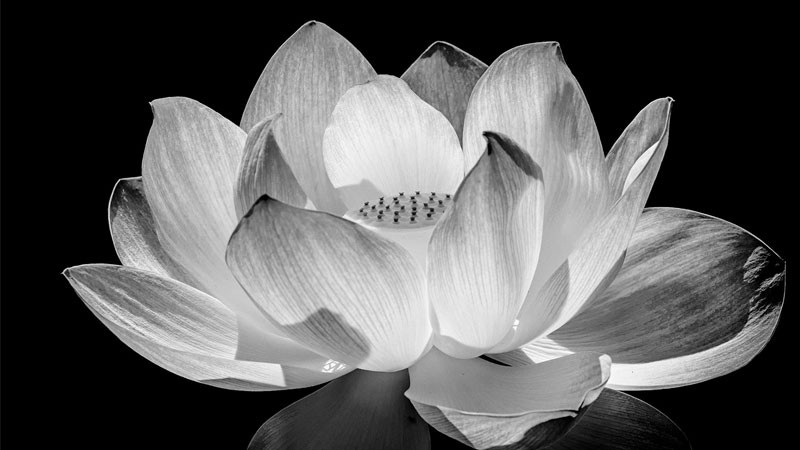 Bóng dáng hoa sen trắng đen nổi bật trên nền tối