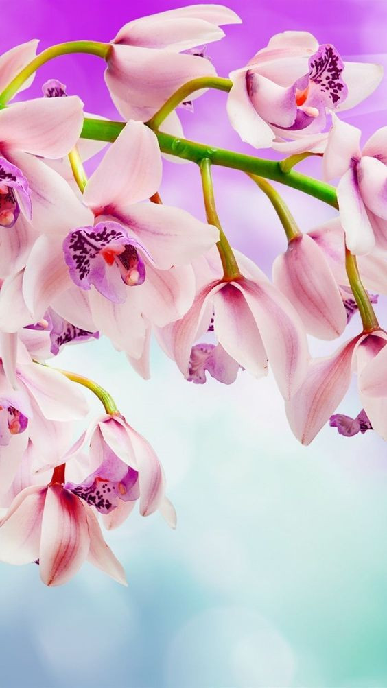 Bông hoa lan tím mộng mơ làm hình nền cho điện thoại