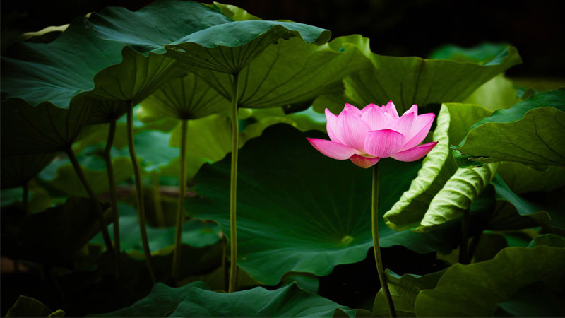 Bông hoa sen hồng nở rộ với chi tiết sắc nét ở độ phân giải 4K