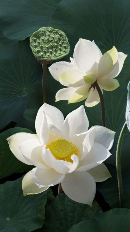 Bông hoa sen trắng ẩn hiện giữa lá sen xanh mướt