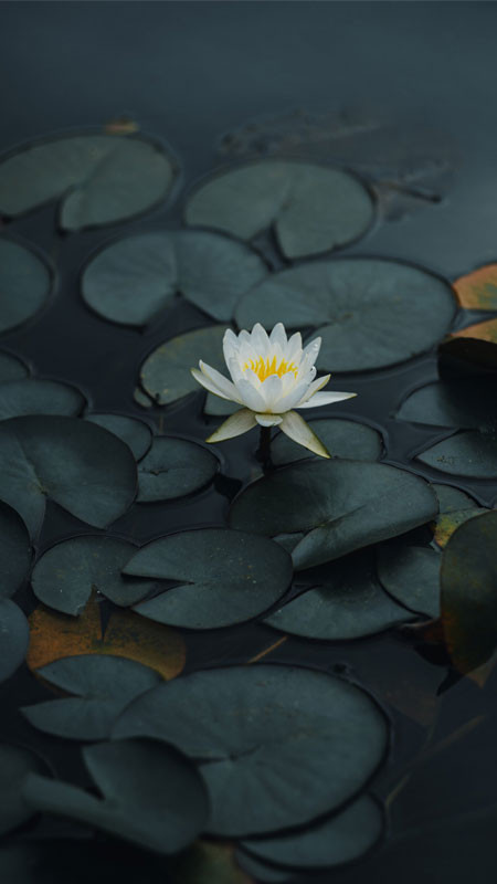 Bông hoa sen xanh nhạt hé nở trên mặt nước