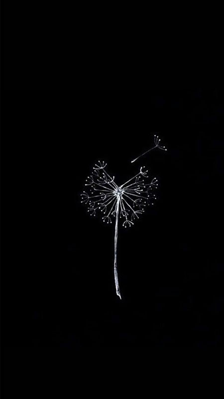 Bông hồng đen quyến rũ khoe sắc trên nền tối