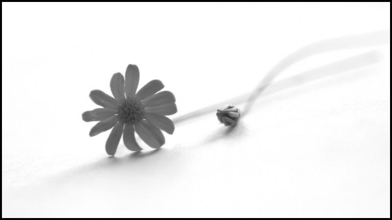 Bóng người in trên tường, tông đen trắng, ảnh màu trắng đen độc lạ