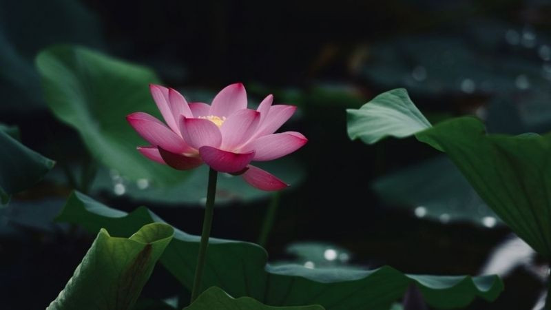 Bông sen hồng nở rộ trong đầm