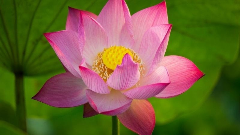 Bông sen hồng, quốc hoa của Việt Nam