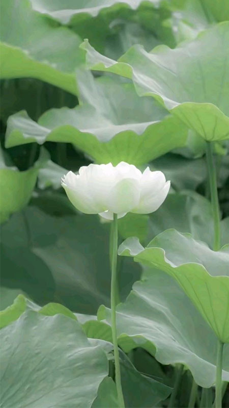 Bông sen trắng còn đọng sương sớm trên cánh