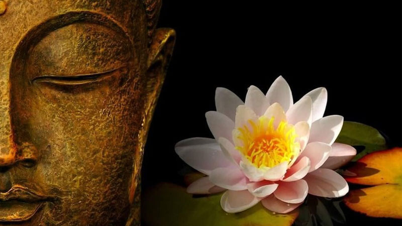 Bông sen trắng rạng rỡ biểu trưng cho sự giác ngộ