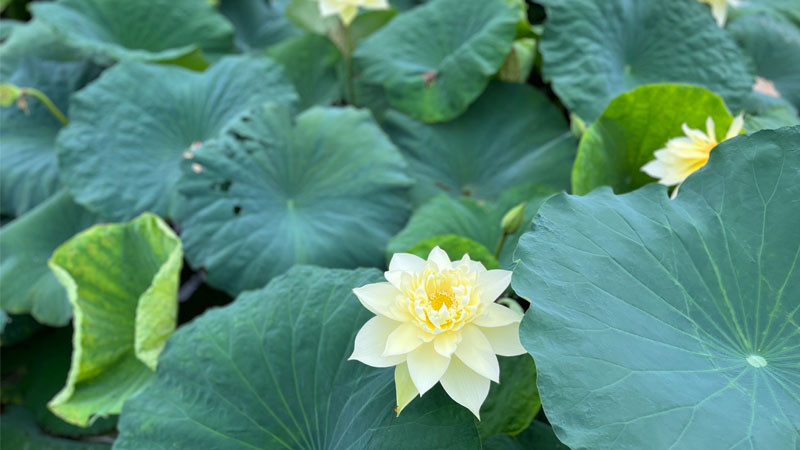 Bông sen vàng chúm chím trên nền lá xanh