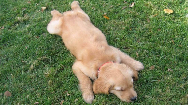 Bức ảnh chú chó con nằm ngủ phè phỡn trên bãi cỏ xanh mướt