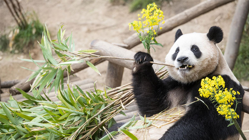 Bức ảnh gấu trúc ngủ gật trên thân cây