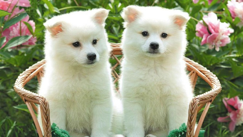 Bức ảnh hai con chó con lông trắng đang ôm nhau rất dễ thương