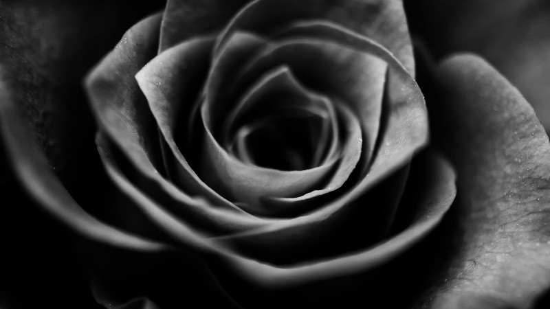 Vẻ Đẹp Vượt Thời Gian Của Ảnh Trắng Đen Bức ảnh hoa đơn sắc tập trung vào đường nét