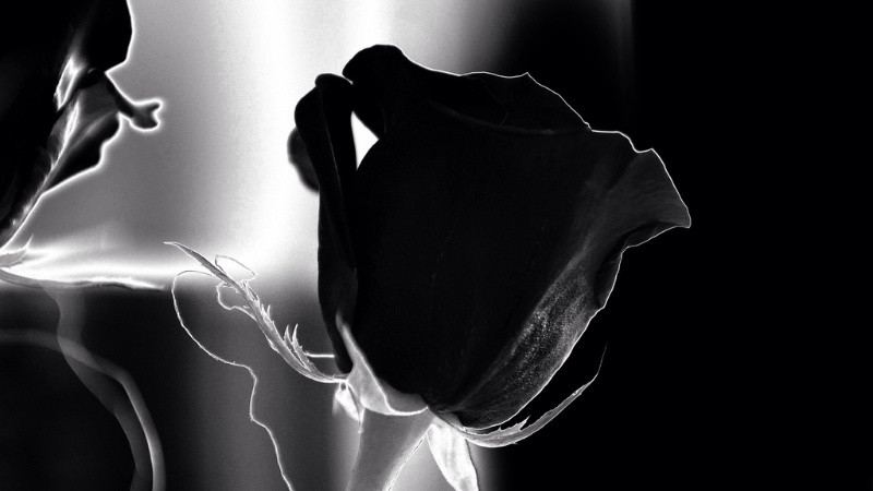 Vẻ Đẹp Vượt Thời Gian Của Ảnh Trắng Đen Bức ảnh thiên nhiên đơn sắc về thực vật