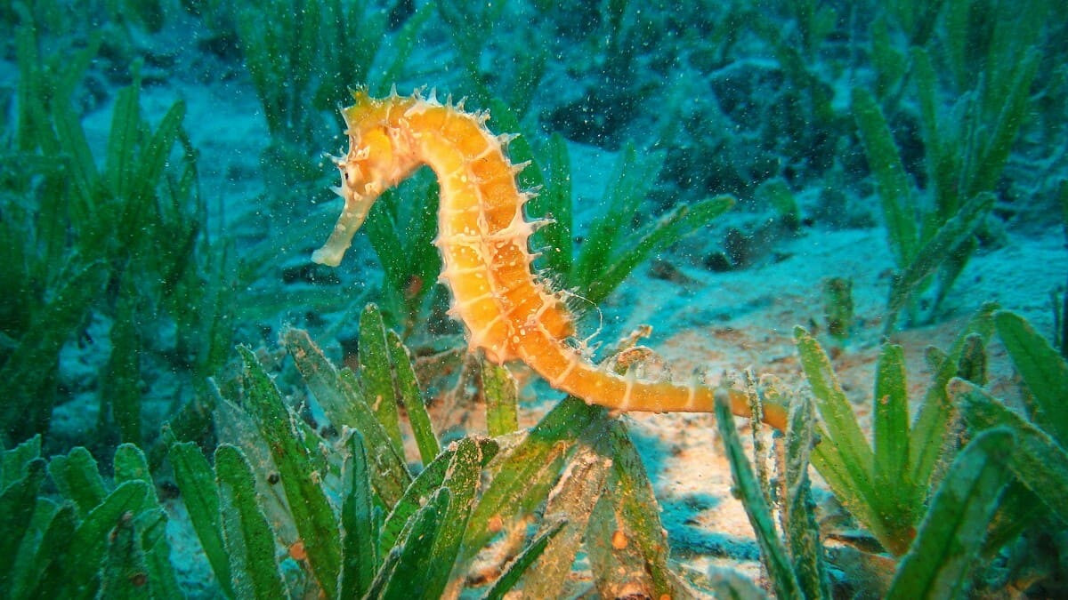 Cá ngựa với màu sắc bắt mắt bám vào san hô