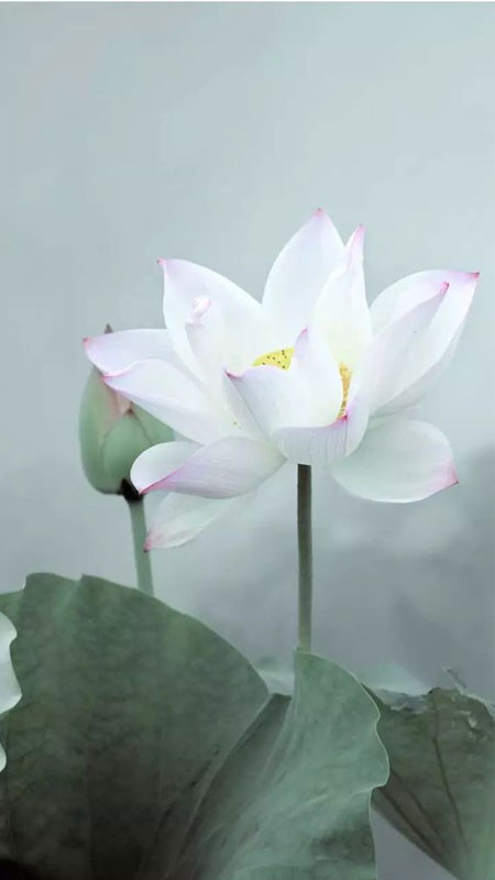 Cận cảnh cánh hoa sen trắng mỏng manh và thuần khiết