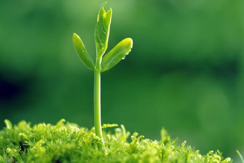 Cận cảnh chồi non xanh mướt vừa hé nở, ảnh cây xanh mầm sống