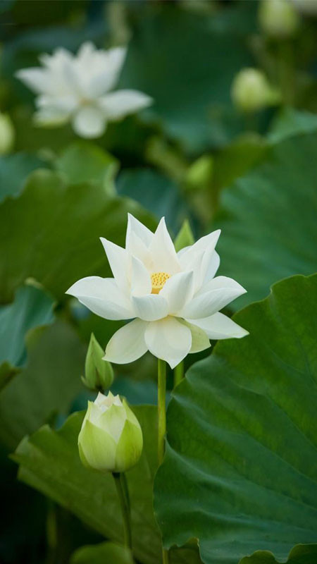 Cận cảnh đài sen và nhụy của bông sen trắng